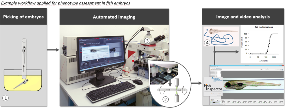 Ecotoxicity assays and imaging